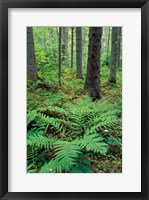 Ferns in the Understory of a Lowland Spruce-Fir Forest, White Mountains, New Hampshire Fine Art Print