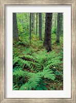 Ferns in the Understory of a Lowland Spruce-Fir Forest, White Mountains, New Hampshire Fine Art Print
