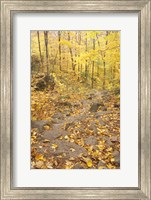Rock Stairs on the Sugarloaf Trail, White Mountain National Forest, New Hampshire Fine Art Print