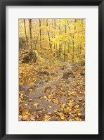 Rock Stairs on the Sugarloaf Trail, White Mountain National Forest, New Hampshire Fine Art Print