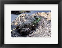 Bull Frog in a Mountain Pond, White Mountain National Forest, New Hampshire Fine Art Print