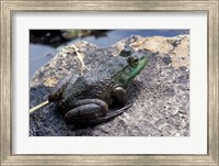 Bull Frog in a Mountain Pond, White Mountain National Forest, New Hampshire Fine Art Print