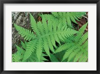 Long Beech Fern, White Mountains National Forest, Waterville Valley, New Hampshire Fine Art Print