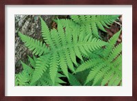 Long Beech Fern, White Mountains National Forest, Waterville Valley, New Hampshire Fine Art Print