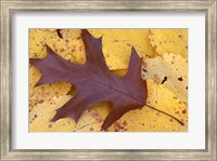 Northern Red Oak Leaf in Fall, Sandy Point Trail, New Hampshire Fine Art Print