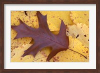 Northern Red Oak Leaf in Fall, Sandy Point Trail, New Hampshire Fine Art Print