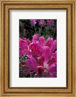 Rhododendron, Old Bridle Path, White Mountains National Forest, New Hampshire Fine Art Print