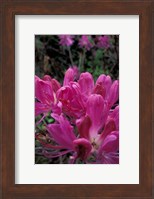 Rhododendron, Old Bridle Path, White Mountains National Forest, New Hampshire Fine Art Print