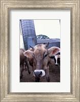 Jersey Cow at the Hurd Farm in Hampton, New Hampshire Fine Art Print
