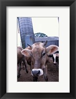 Jersey Cow at the Hurd Farm in Hampton, New Hampshire Fine Art Print