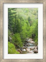 Spring on the Pemigewasset River, Flume Gorge, Franconia Notch State Park, New Hampshire Fine Art Print