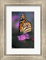 Monarch Butterfly on Northern Blazing Star Flower, New Hampshire Fine Art Print