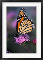 Monarch Butterfly on Northern Blazing Star Flower, New Hampshire Fine Art Print