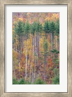 White Mountains in Fall, New Hampshire Fine Art Print