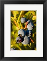 Blueberry agriculture, Alton, New Hampshire Fine Art Print