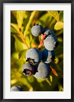 Blueberry agriculture, Alton, New Hampshire Fine Art Print