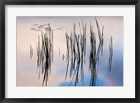 Lily pads and cattails grow in Gilson Pond, Monadanock State Park, New Hampshire Fine Art Print