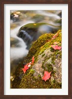 A stream in Fall in a Forest in Grafton, New Hampshire Fine Art Print