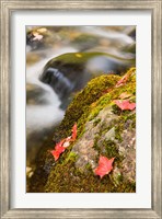 A stream in Fall in a Forest in Grafton, New Hampshire Fine Art Print