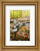 Autumn stream, Grafton, New Hampshire Fine Art Print