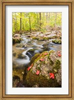 Autumn stream, Grafton, New Hampshire Fine Art Print