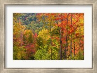 Forest in Grafton, New Hampshire Fine Art Print