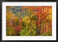 Forest in Grafton, New Hampshire Fine Art Print