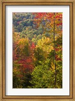 Fall in a Forest in Grafton, New Hampshire Fine Art Print