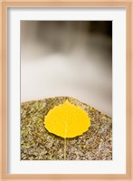 An aspen leaf next to a stream in a Forest in Grafton, New Hampshire Fine Art Print
