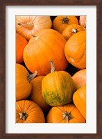 Pumpkins at the Moulton Farm, Meredith, New Hampshire Fine Art Print