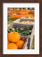 Pumpkins and gourds at the Moulton Farm, Meredith, New Hampshire Fine Art Print