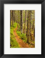 A trail around Ammonoosuc Lake, White Mountain National Forest, New Hampshire Fine Art Print