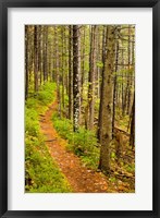 A trail around Ammonoosuc Lake, White Mountain National Forest, New Hampshire Fine Art Print