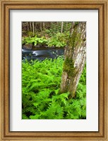Fern flora, Greenough Brook, New Hampshire Fine Art Print