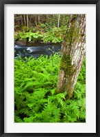 Fern flora, Greenough Brook, New Hampshire Fine Art Print