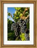 Vineyards in Candia, New Hampshire Fine Art Print