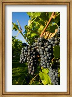 Vineyards in Candia, New Hampshire Fine Art Print