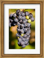 Marechal Foch grapes at the vineyard at Jewell Towne Vineyards, South Hampton, New Hampshire Fine Art Print