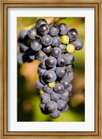 Marechal Foch grapes at the vineyard at Jewell Towne Vineyards, South Hampton, New Hampshire Fine Art Print