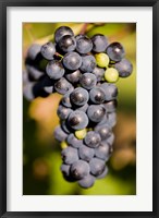 Marechal Foch grapes at the vineyard at Jewell Towne Vineyards, South Hampton, New Hampshire Fine Art Print