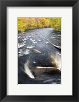 Ashuelot River, New Hampshire Fine Art Print