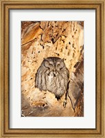 Eastern Screech Owl, Rye, New Hampshire Fine Art Print