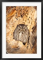 Eastern Screech Owl, Rye, New Hampshire Fine Art Print