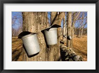 Sugar maple trees in Lyme, New Hampshire Fine Art Print