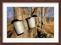 Sugar maple trees in Lyme, New Hampshire Fine Art Print