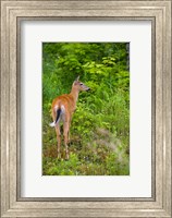 Whitetail deer, Pittsburg, New Hampshire Fine Art Print