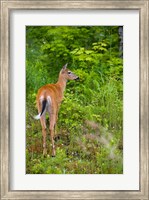 Whitetail deer, Pittsburg, New Hampshire Fine Art Print