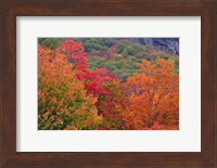 Bemis Falls Trail, Crawford Notch State Park, New Hampshire Fine Art Print