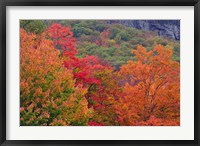 Bemis Falls Trail, Crawford Notch State Park, New Hampshire Fine Art Print