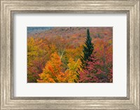 Autumn at Flume Area, Franconia Notch State Park, New Hampshire Fine Art Print